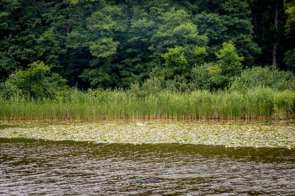 Müritz